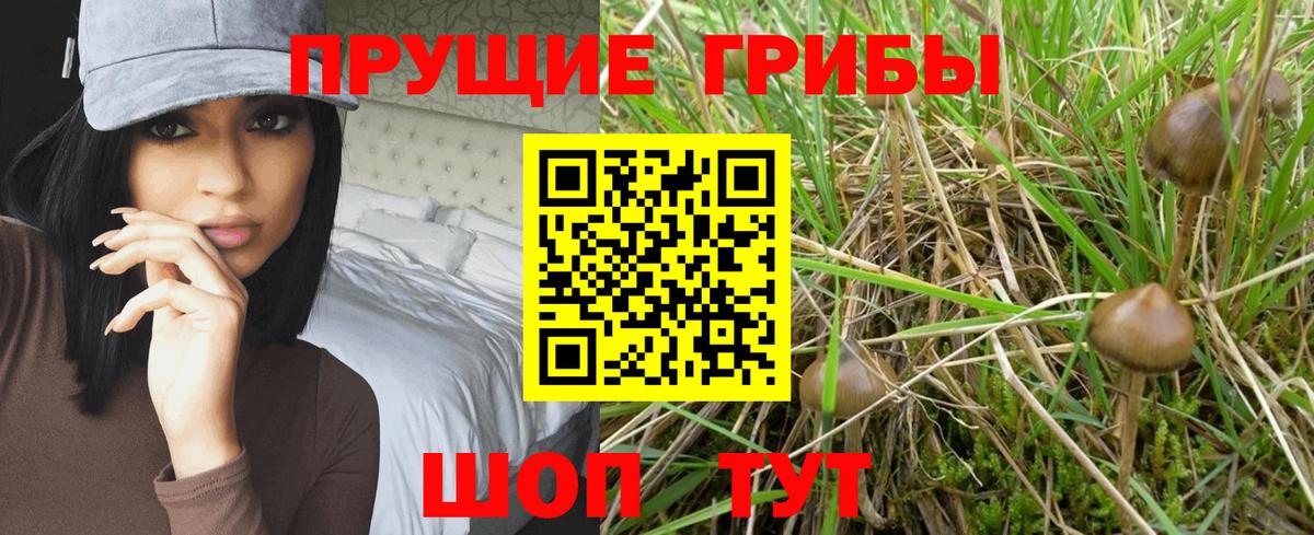Каменка  Галлюциногенные грибы Magic Shrooms  Вход с VPN  Псилоцибиновые грибы прущие грибы 